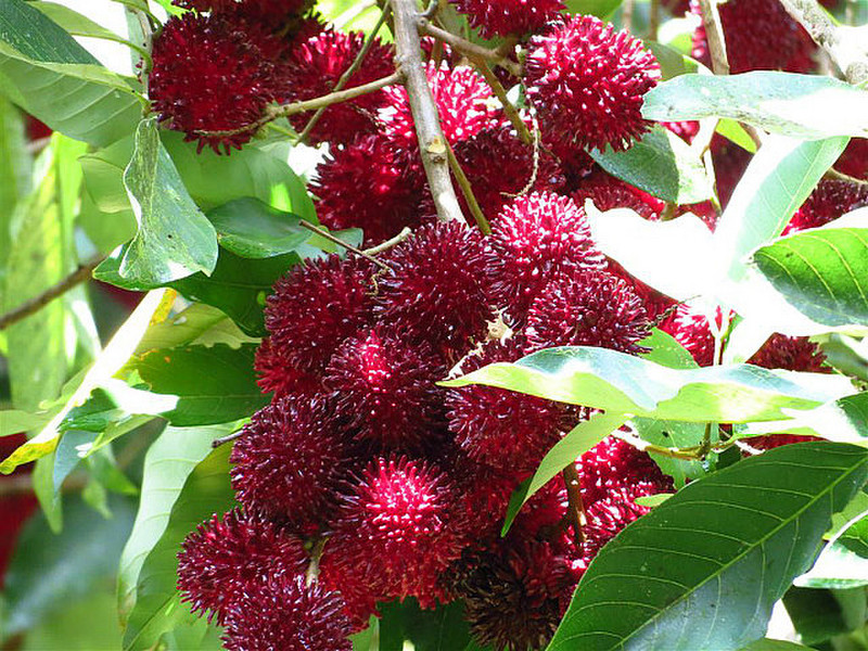 Lychees, good for animals but not really edible