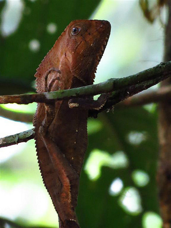 Chunk Head Lizard looks like dead leaf
