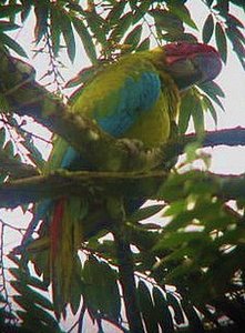 A Great Green Macaw