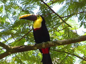 Another Toucan