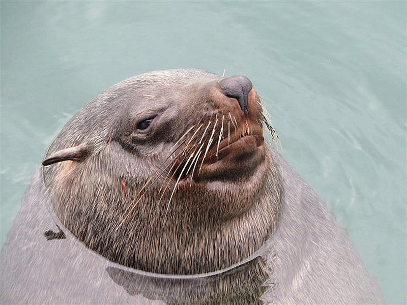 Seal off Cape Peninsular