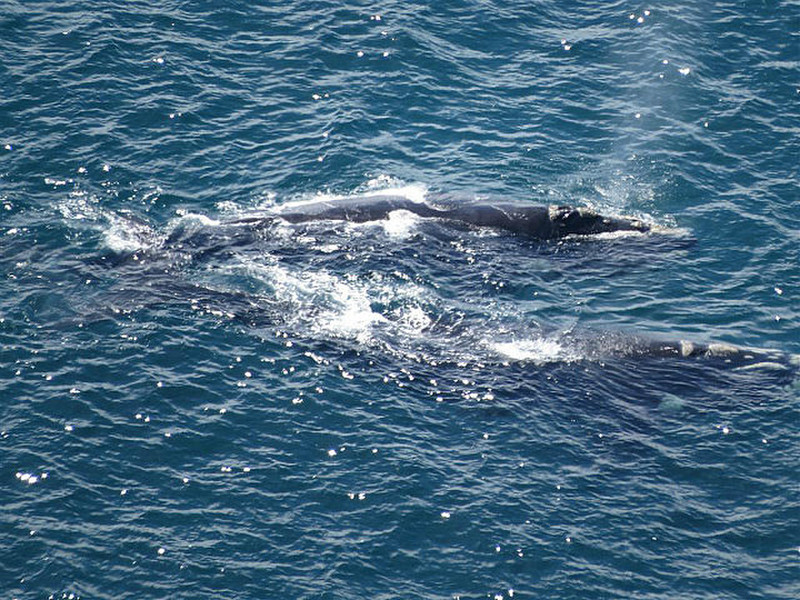 White Right Whales off Cape Peninsular