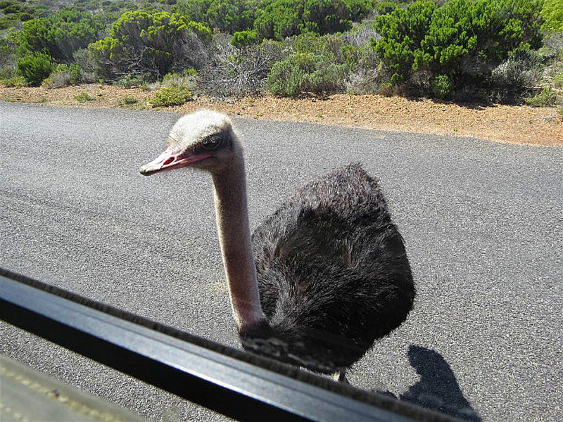 Ostrich curious about us