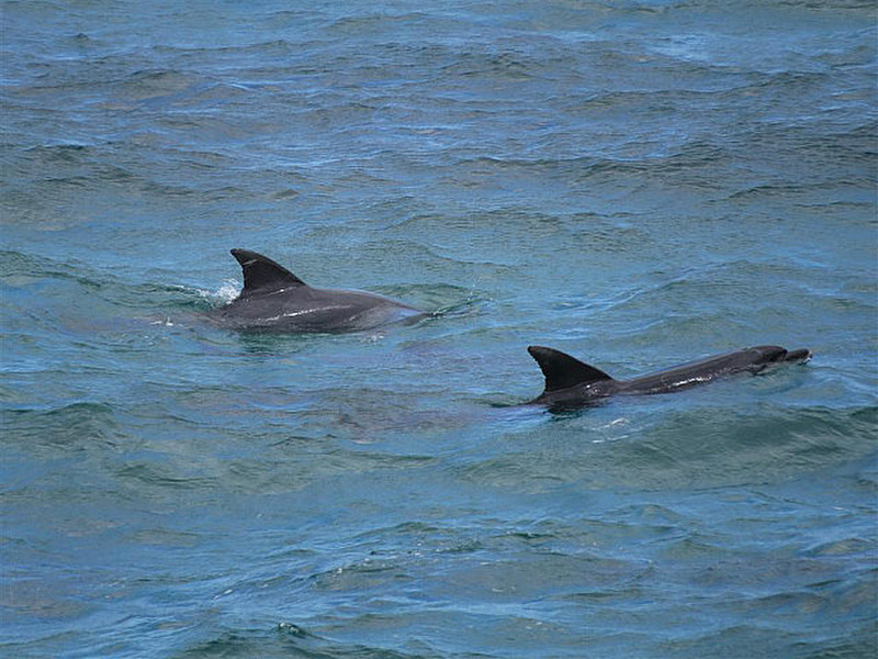 Dolphins at Cape