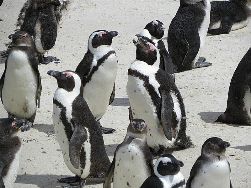 African Penguins at Boulders on the Cape
