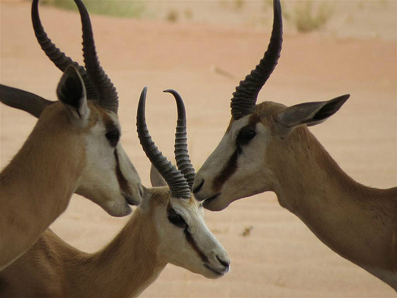 Springbok looked as if they were gossipping