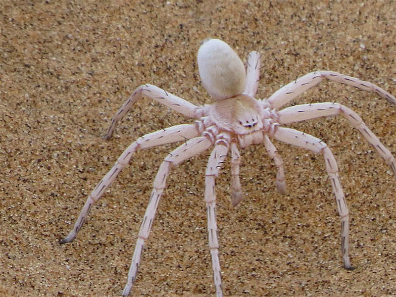White Dancing Lady spider - venomous