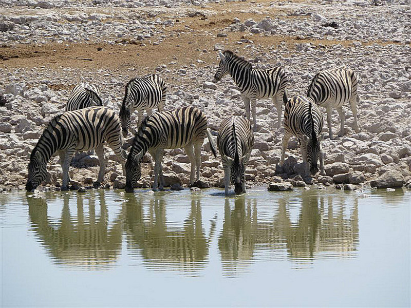 Zebra by waterhole
