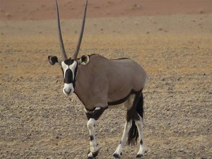 Our first sighting of an Oryx