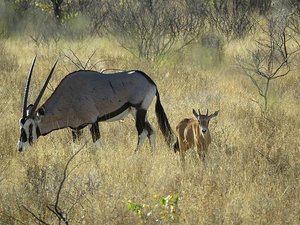 Oryx with calf  different colour for camouflage
