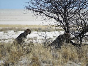 3 cheetahs hidden in grass