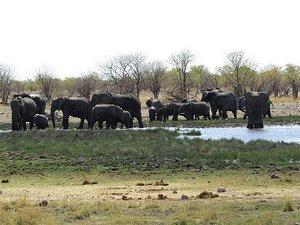 Other animals stay away when Elephants arrive