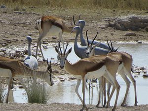 Blue Cranes amongst the Springbok