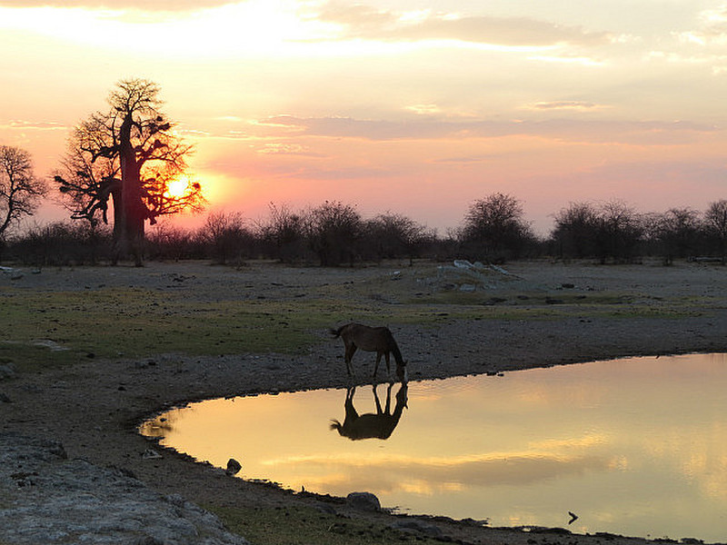Calm sunset in Okovango