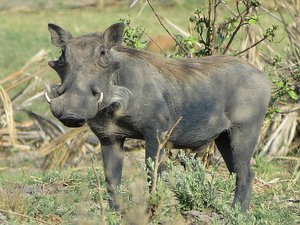 A Warthog, warts showing seniority on face