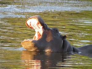 Hippo showing who is in charge
