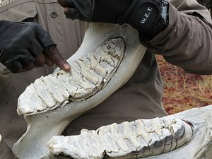 Elephant teeth move forward in mouth and fall out