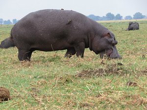 First Hippo out of water