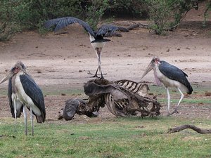 Vultures scavenging