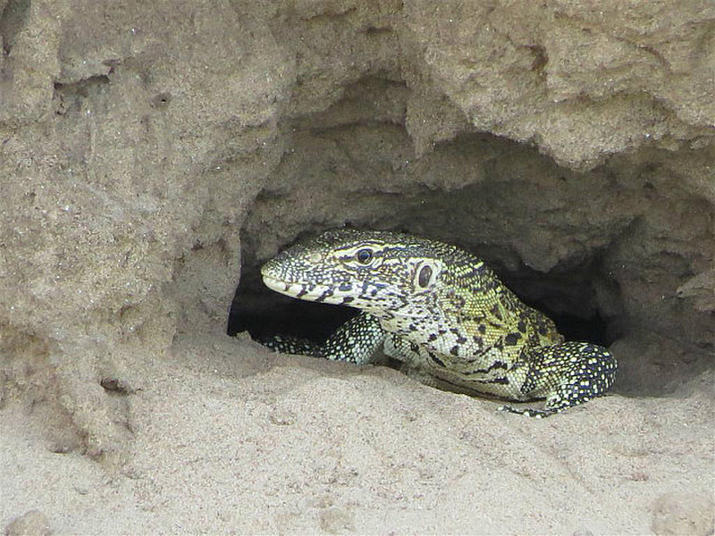 Monitor lizard in Carmine Bee Easter nest