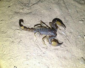 Scorpion on path