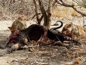 Lions at the kill