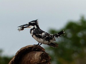 Pied Kingfisher with small bream