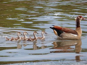 Egyptian Goose and family