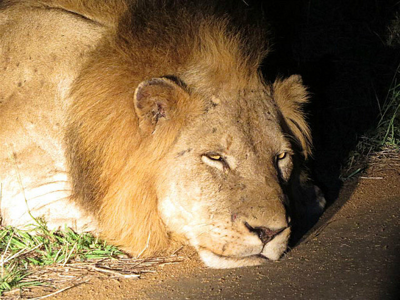 Sleeping lion waking up