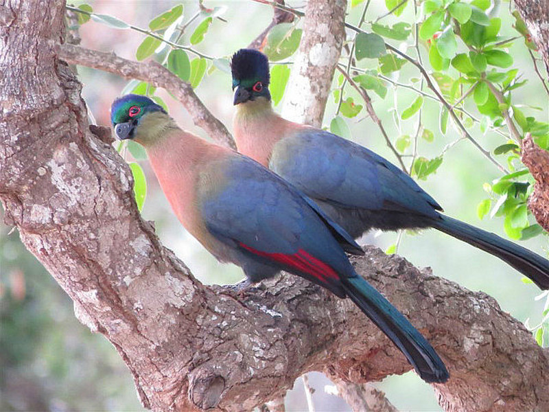 Pair of Purple Crested Turaco