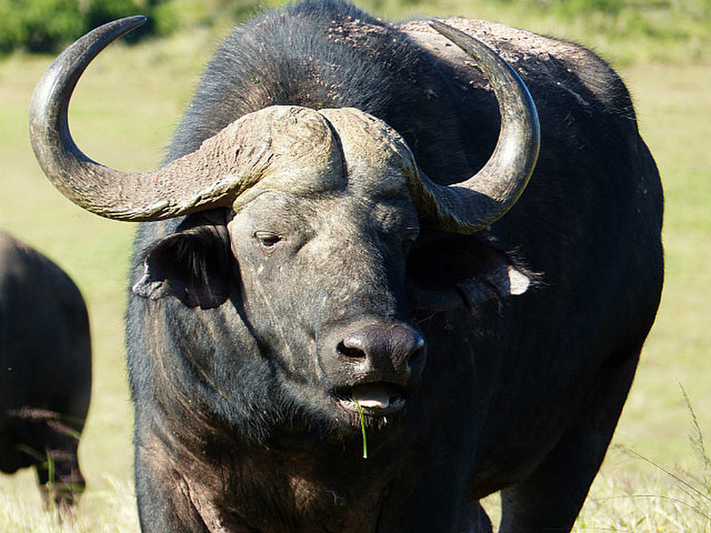 Big herds of Buffalo in Mkuze