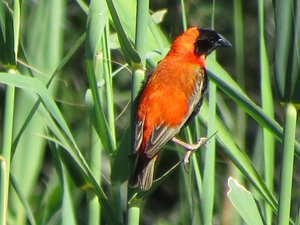 Red Bishop bird