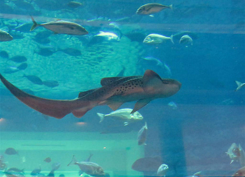 Shark in Aquarium