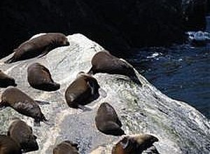 Seals sunbathing in the Sound
