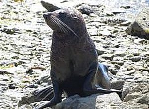 Seal coming to visit