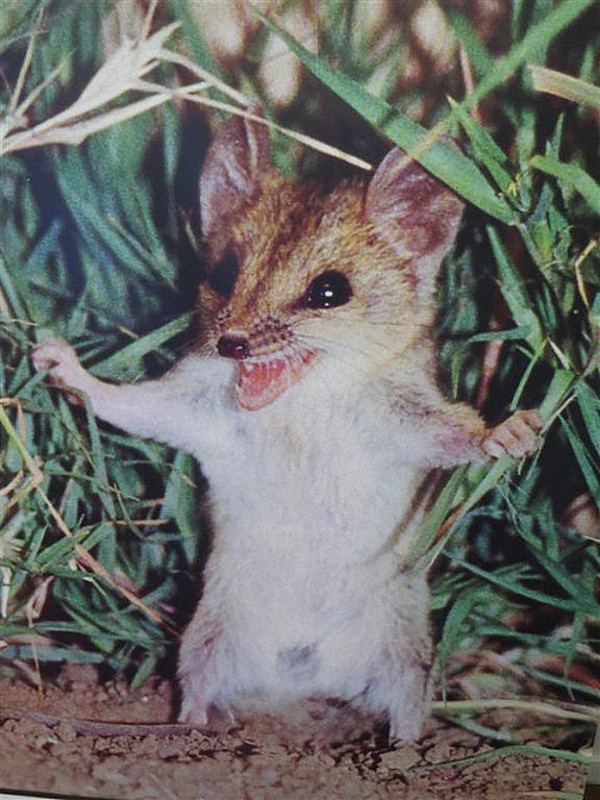 The very scary looking Dunnart
