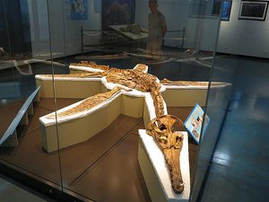 11 Metre long fossil of Kronosaurus, marine dinosa