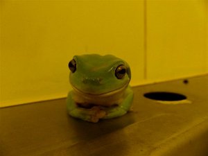 Tree frog lives in hole on top of urinal.