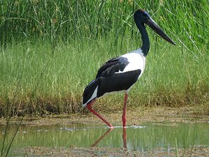 Jabiru or Black Necked Stork