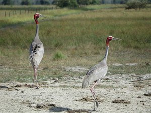 I think these are Sarus Cranes?