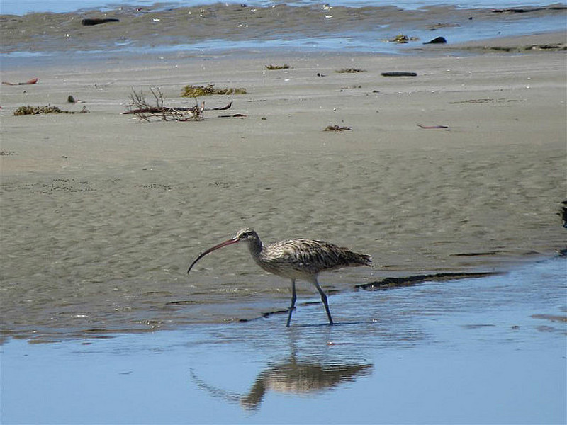 Rare Eastern Curlew