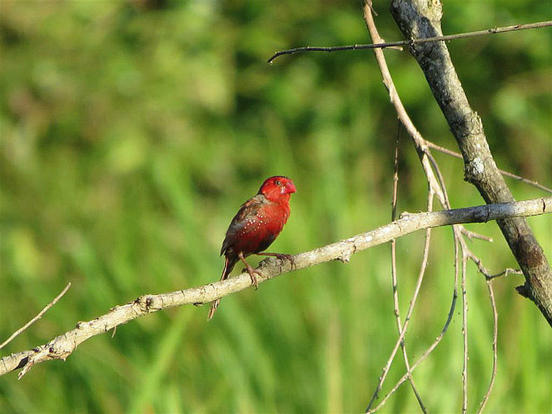 Red finches at Tyto Reserve