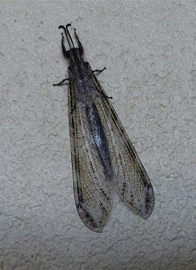 Is this a Lacewing, or Cicada or something else?