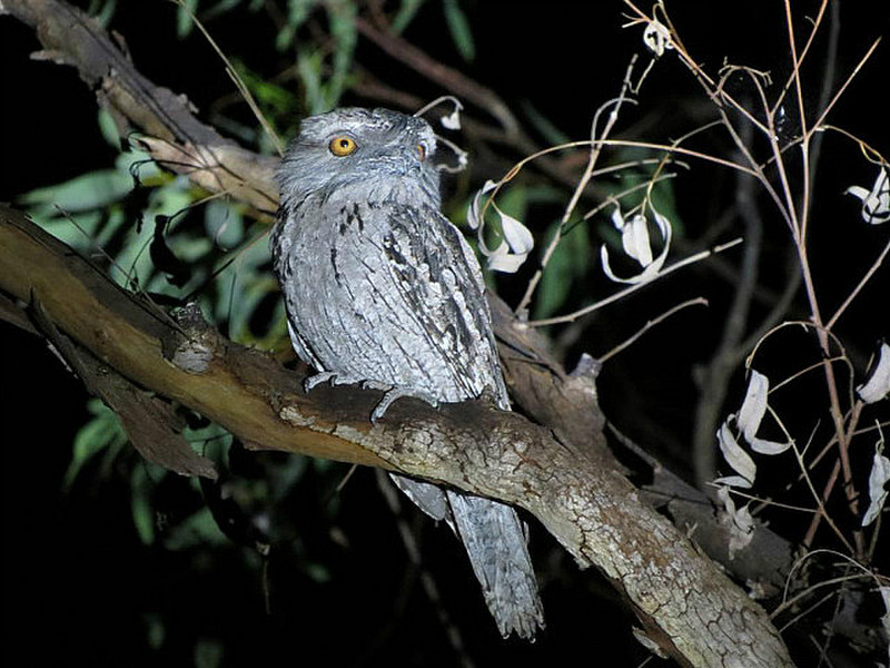 The Tawny Frogmouth