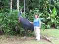 To show size of Cassowary