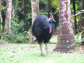 Cassowary suddenly appears out of forest 