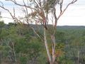 View from Lookout at Undarra