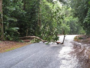 Trees fall constantly, the Daintree road.