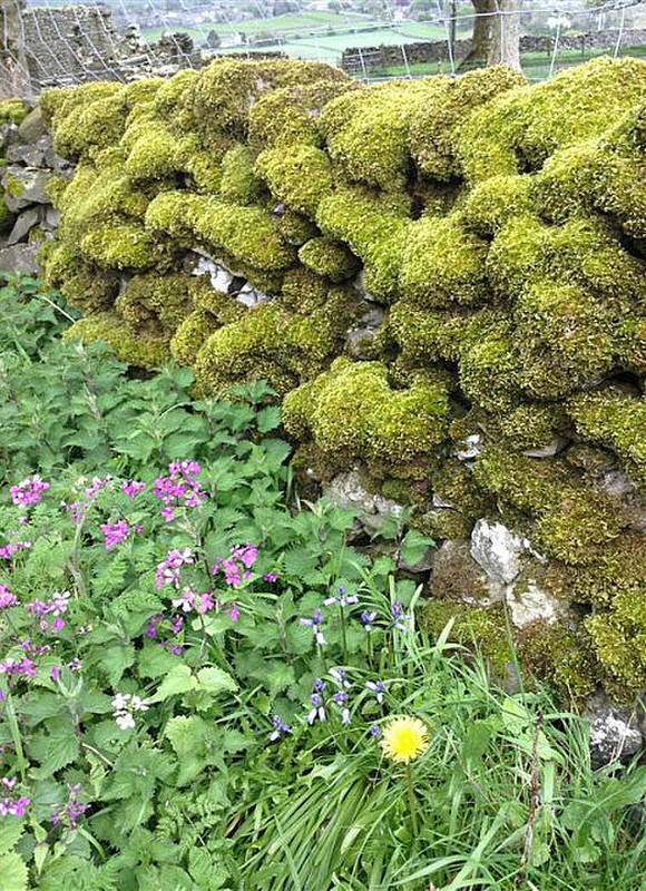 Moss like pillows shows how much rain falls here.