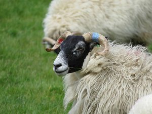 Hardy Black Faced Scottish sheep